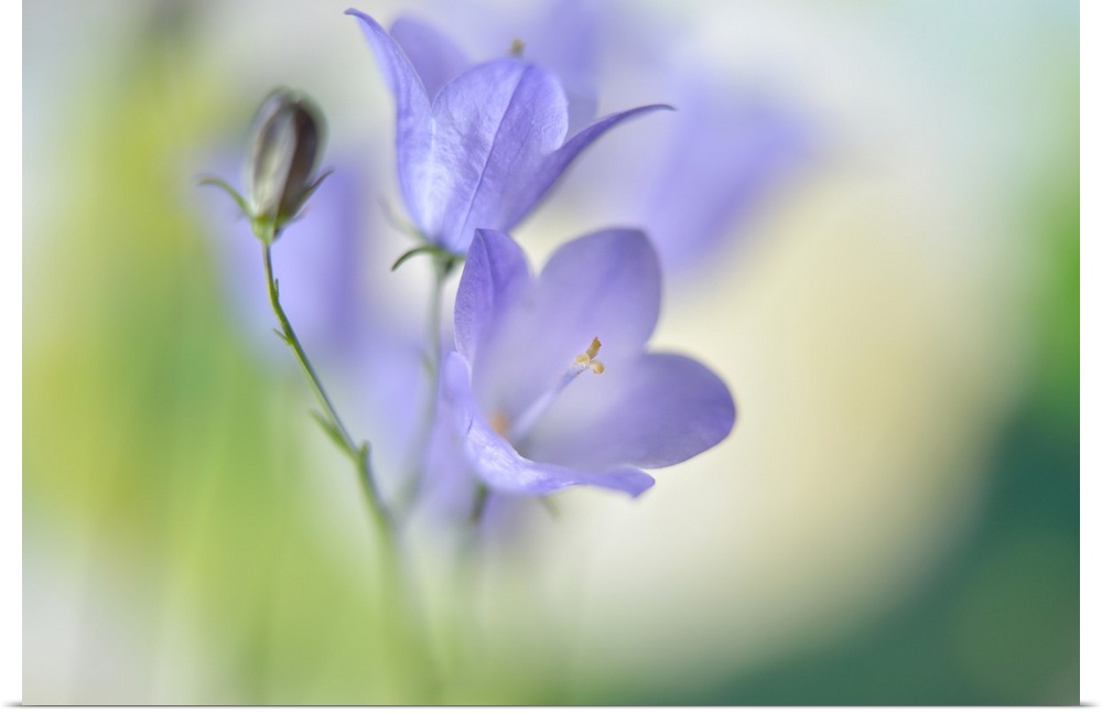 Soft focus macro image of two small purple flowers.