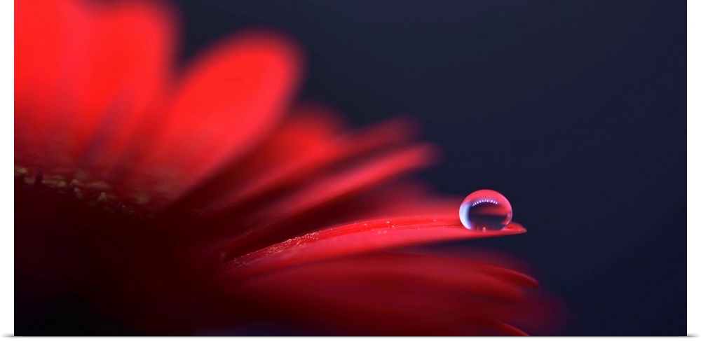 Macro photograph of a drop of water on a red flower petal with a shallow depth of field.
