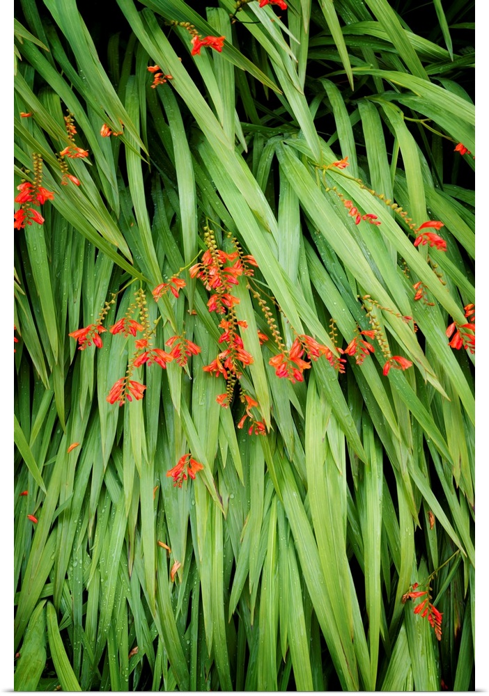 Fine art photo of blades of grass pointing down with small orange flowers.