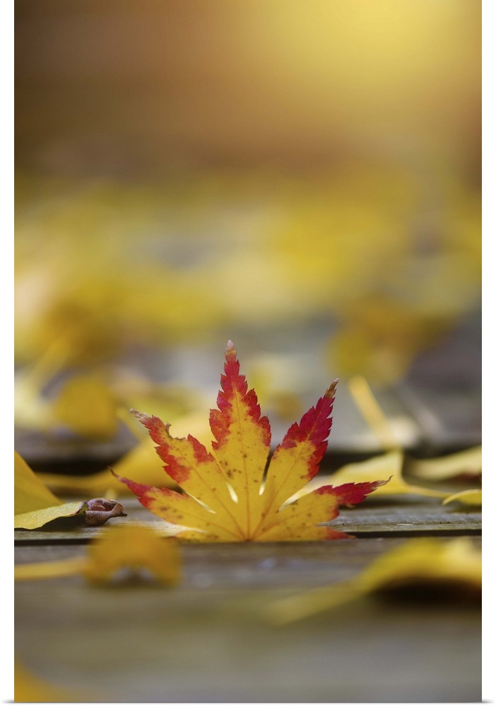 A yellow maple leaf with red edges rising up from the ground.