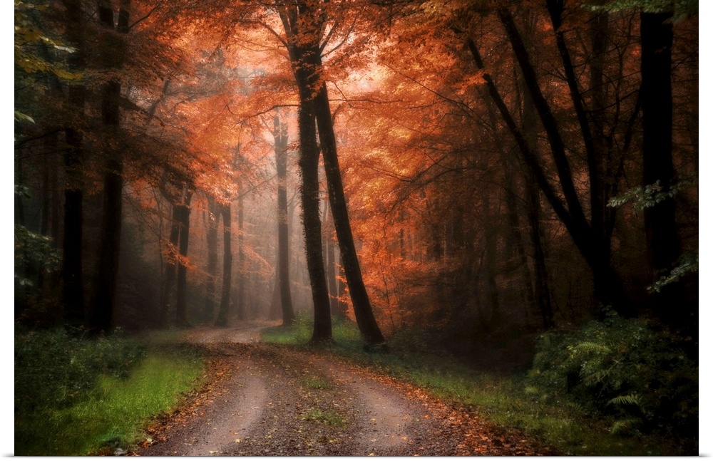 A dirt path winds through a dark forest with some light shining through autumn colored trees.