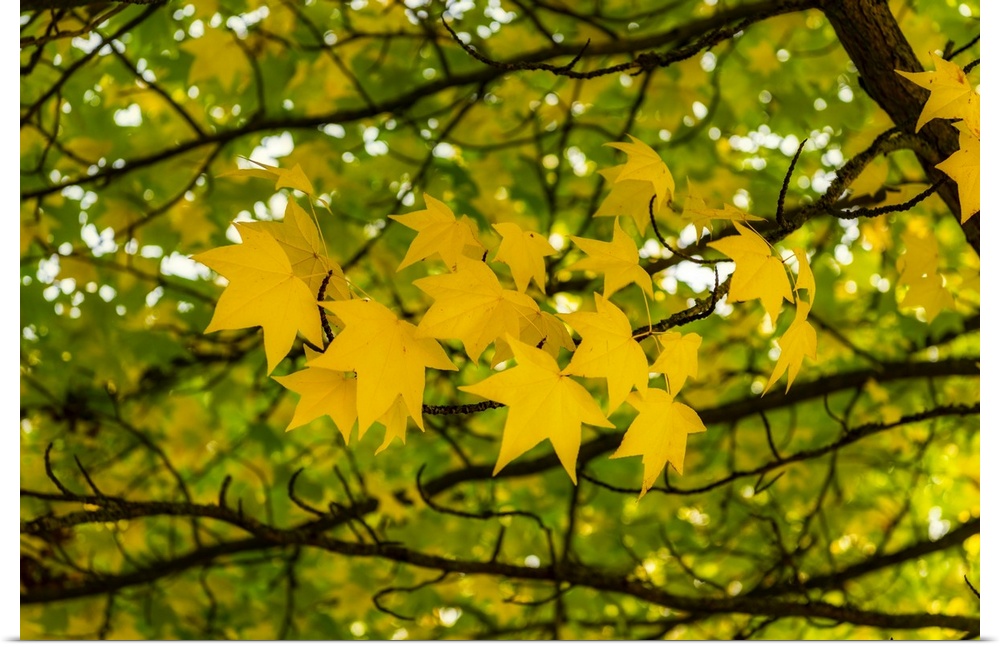 Yellow leaves in the autumn wind