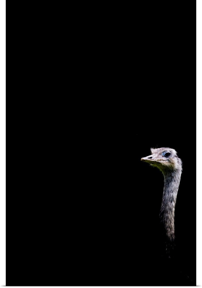 A quirky humourous image of an Emu looking at you on a black background.