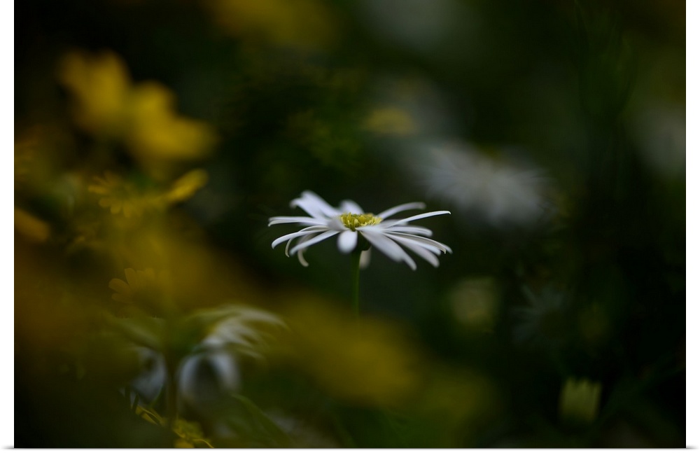 Dreamlike photograph of a white flower with a shallow depth of field.
