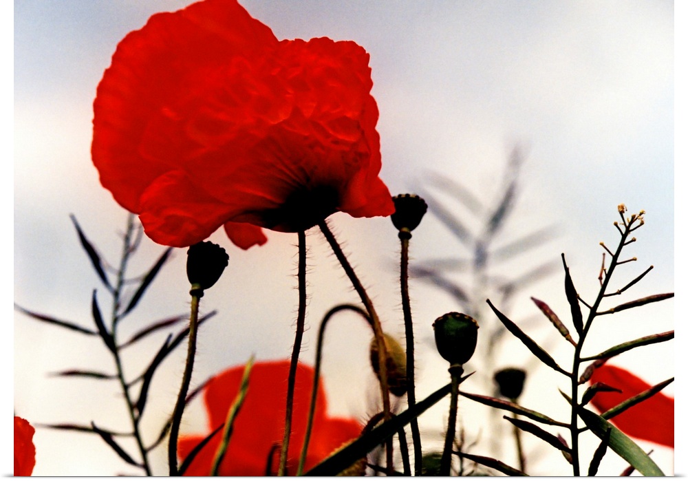 Poppies on the battlefields of the First World War.