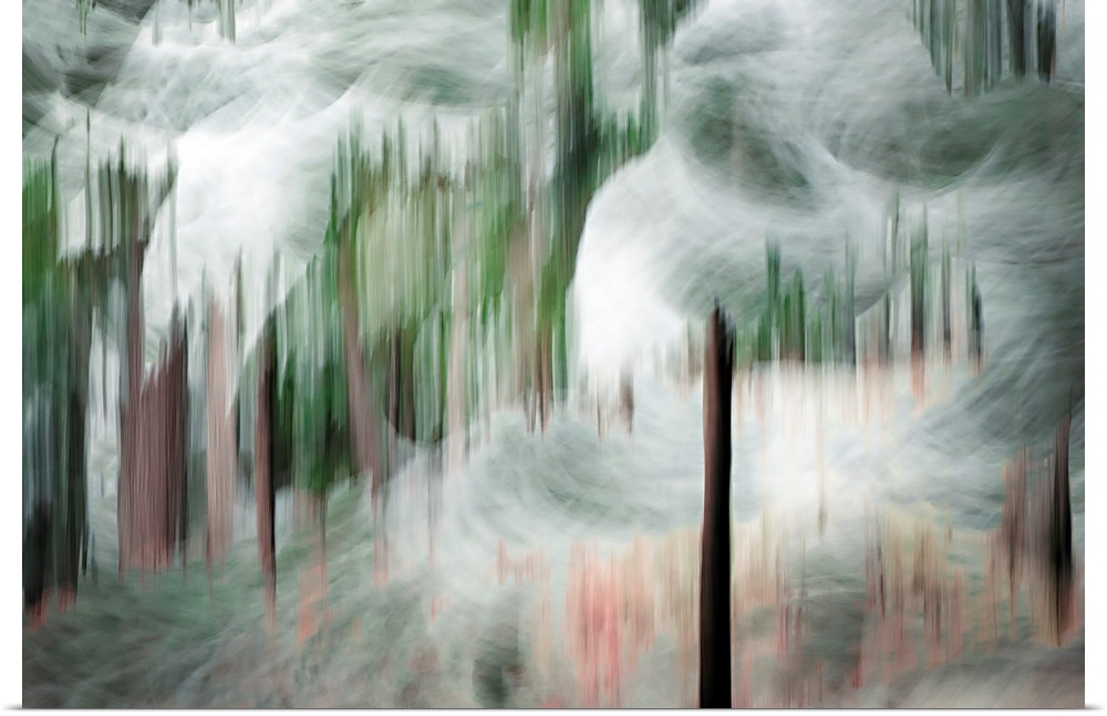 Abstract image of a group of tall cedars on a snowy day in the mountains of British Columbia, Canada. The image was made u...