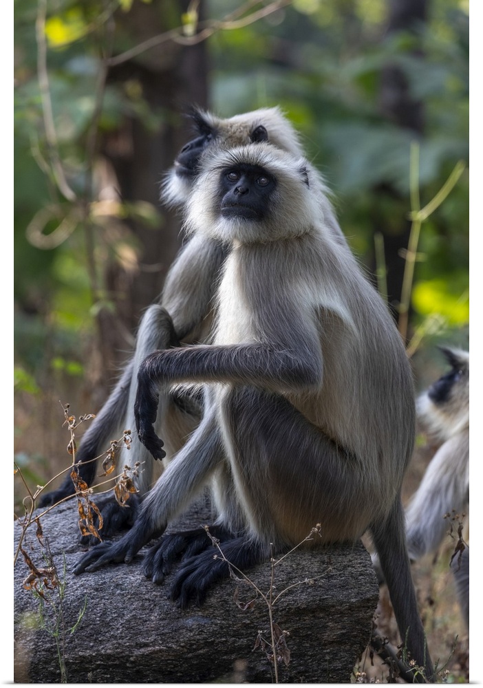 India, Madhya Pradesh, Pench National Park, Gray langur (Semnopithecus entellus), also called Hanuman langur