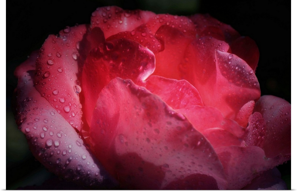 Close up of a rose covered in dew