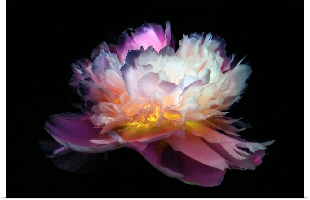 Close-up peony with a negative effect