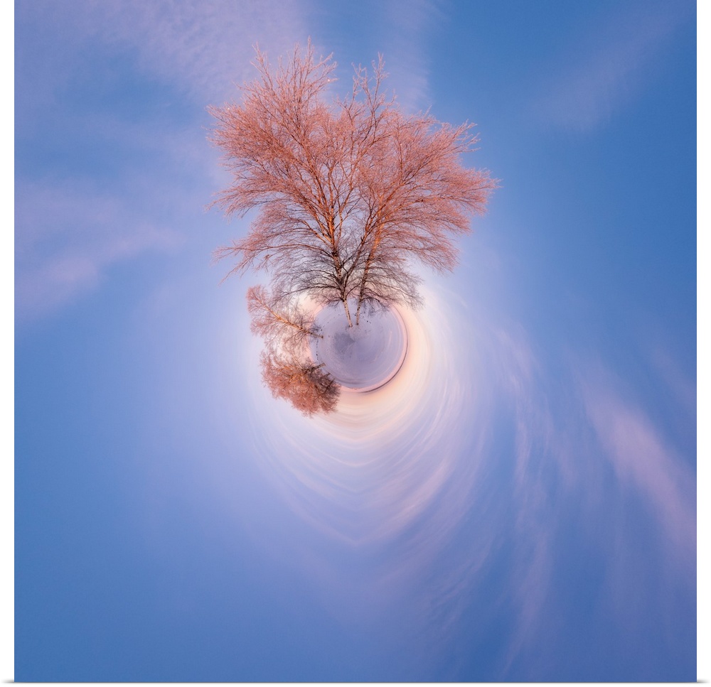 A tall tree with soft pink light from the setting sun against a blue sky, with a stereographic projection effect on the im...