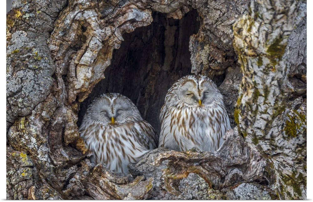 Japan, Hokkaido, Ural owl (Strix uralensis)