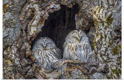 Japan, Hokkaido, Ural Owl