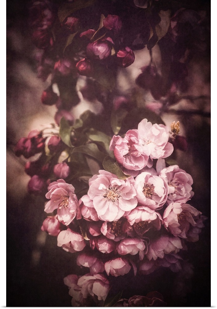 Close up of japan apple blossoms with vintage processing