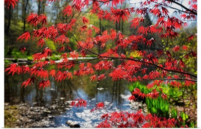 Japanese Maple Blooming At Lakeside, Far Hills, New Jersey