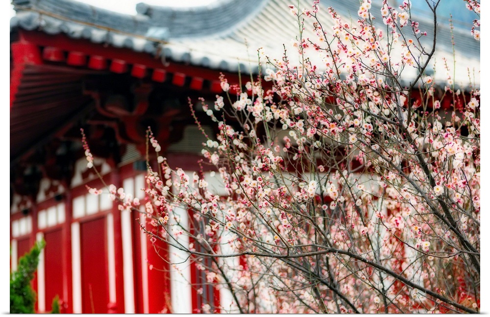 Japanese Plum Tree Blossoming at the Huaqing Hot Springs, Lintong County, Shaanxi Provence, China