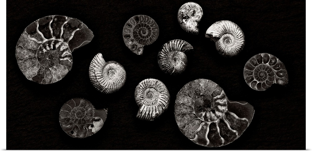 A contemporary arrangement of moonochrome black and white spiral fossils arranged on a black background.