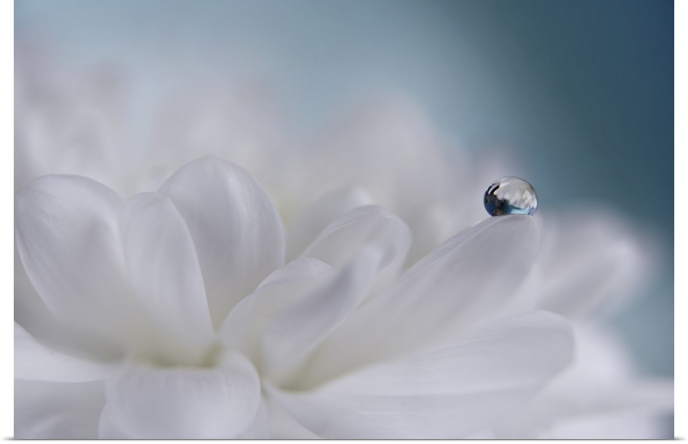 A water drop on a petal.