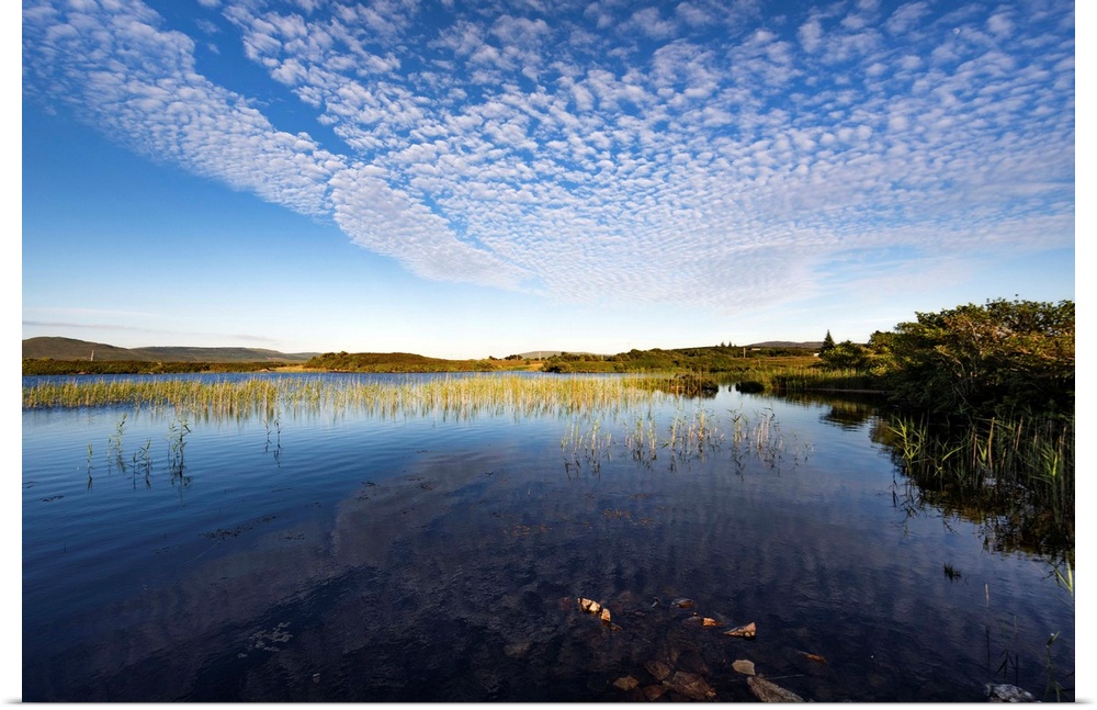 Landscape with tall grass in a lake in Scotland