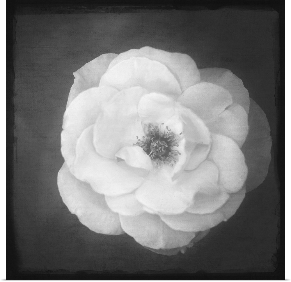 Close up of a rose in black and white with a photo texture