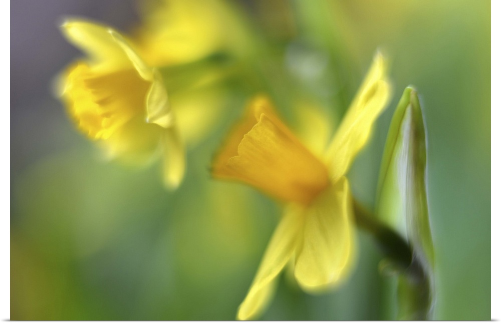 A macro photograph of daffodils.