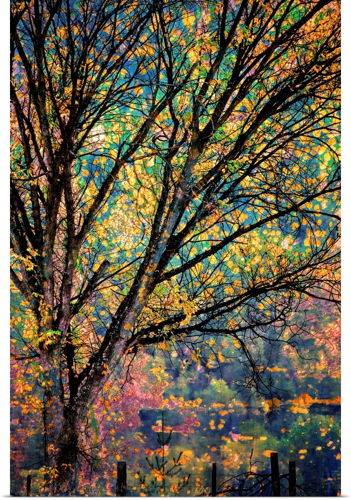 Artistic photograph of a tree will brilliant autumn foliage.