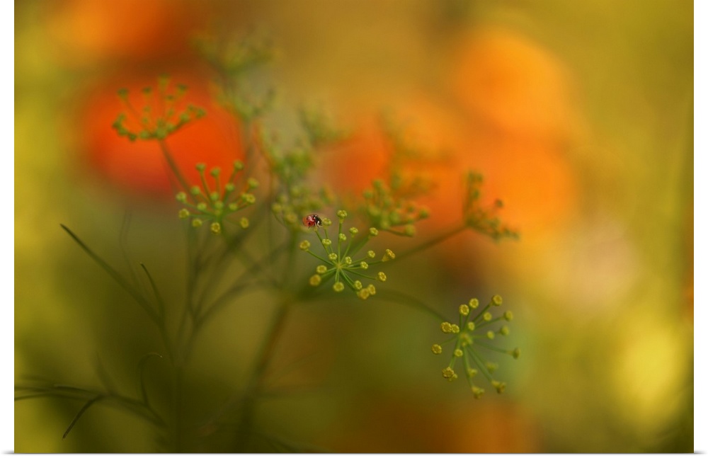 Soft focus macro image of a ladybug on top of a flower with a dreamy look.
