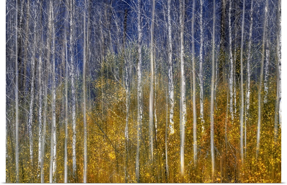 Photograph of bare birch trees surrounded by colorful tree tops.