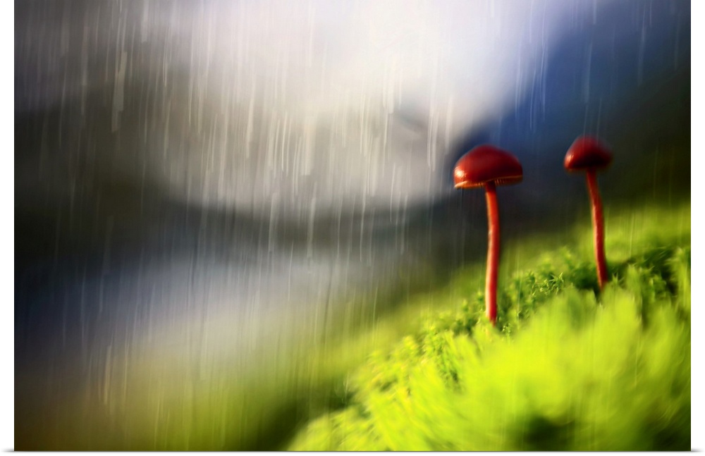 Dreamlike photograph of two mushrooms with long skinny stems, standing next to each other in the rain.