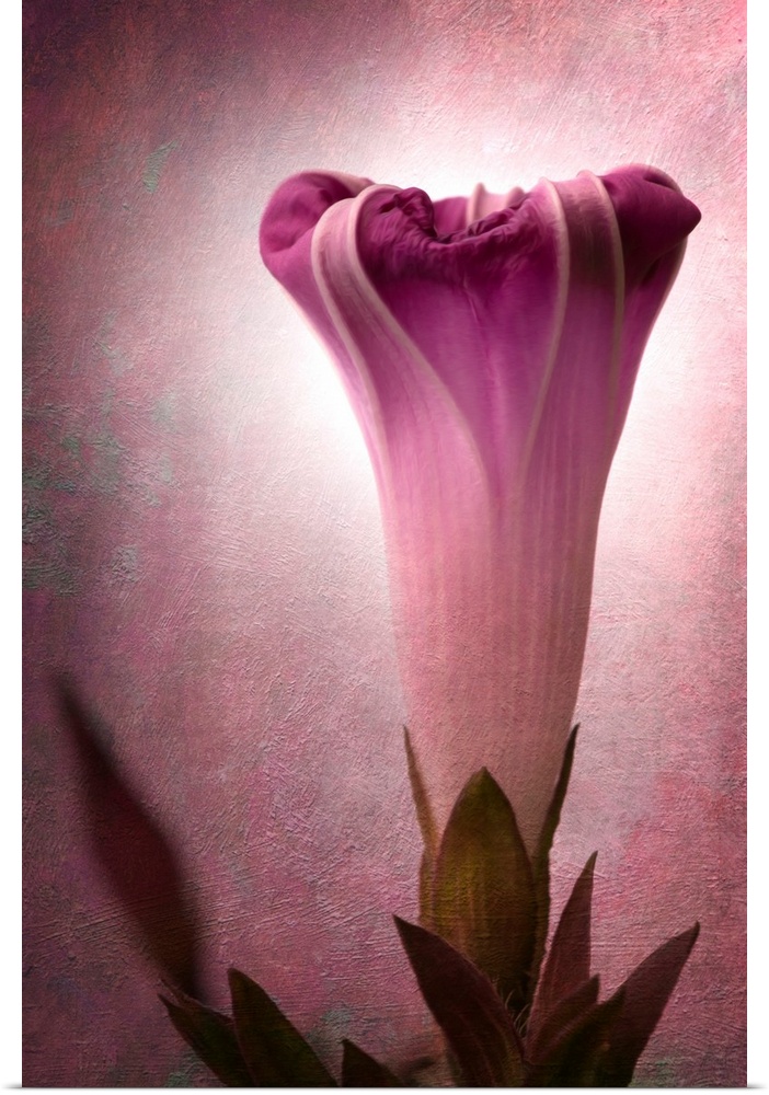 Fine art photo of a single flower about to bloom, radiating soft light.