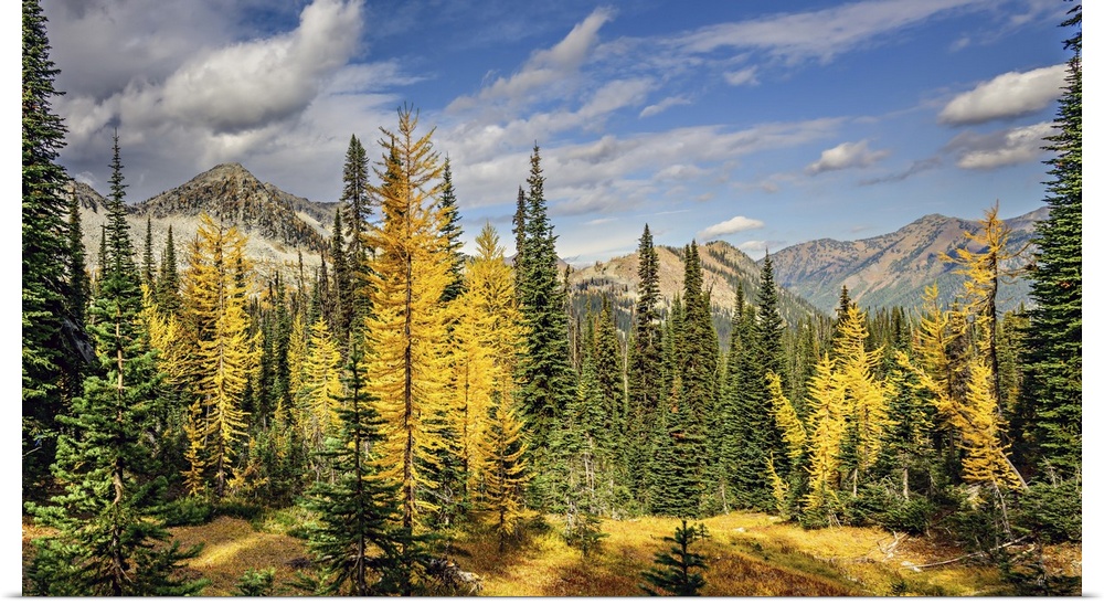 Alpine larches and sub-alpine fir in fall in the mountains.