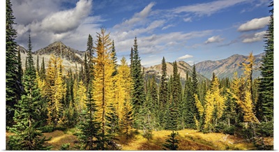 Larches And Fir