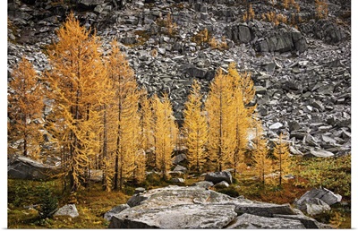 Larches And Rocks I