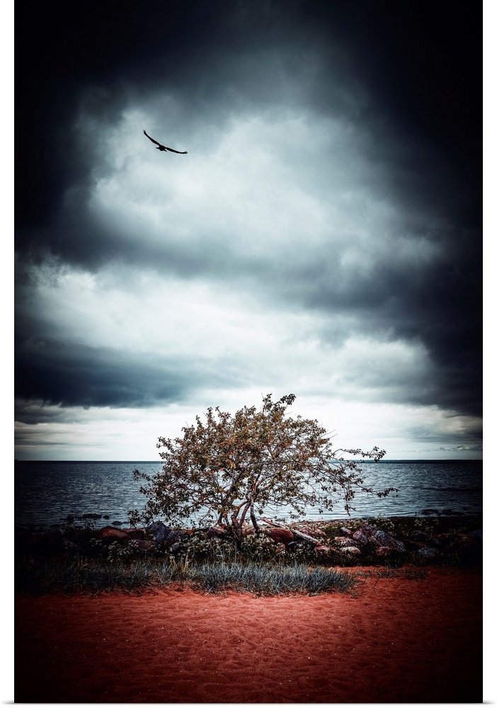 Stormy sky above a tree by the sea