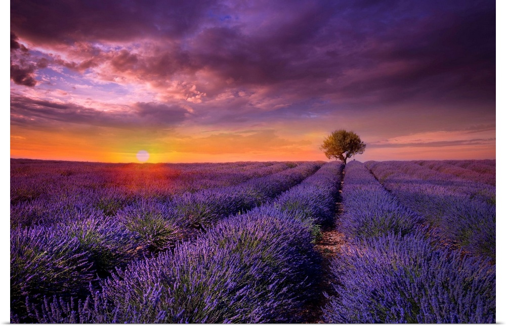 Photograph of lavender fields at sunset with a lone tree standing guard in the distance.