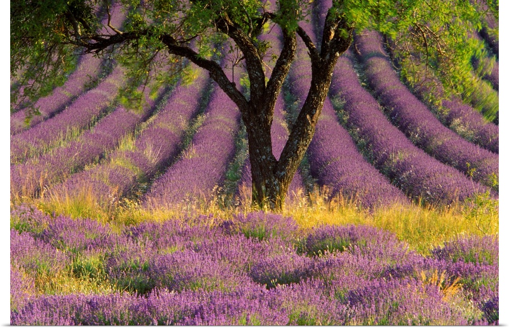 Landscape photograph of a single tree surrounded by a field with rows of lavender, in the Sault region, Provence, France.