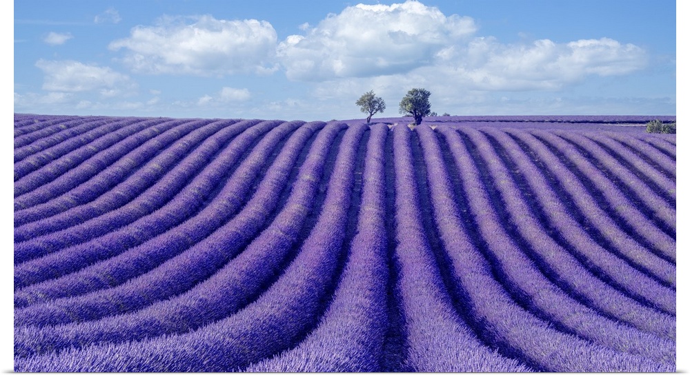 This is a wonderful lavender field scented with an intense purple color.
