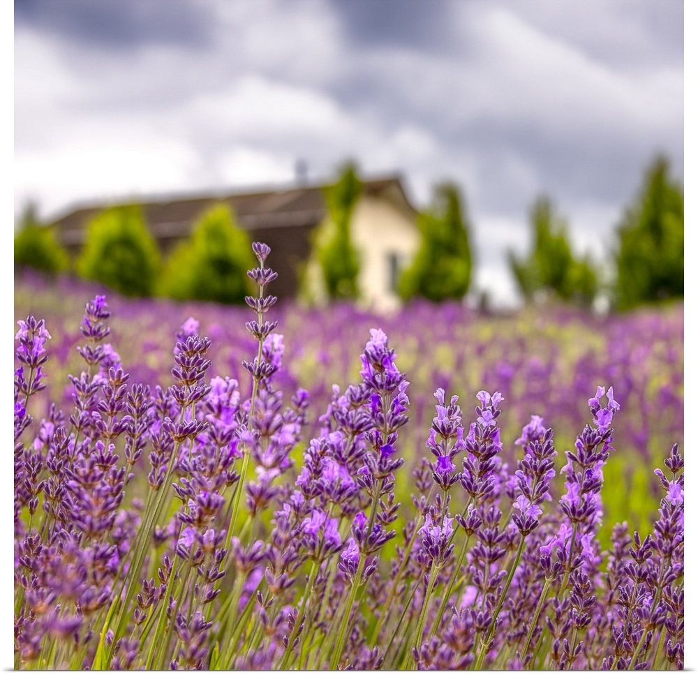 Painterly lavender garden with a home in the background.