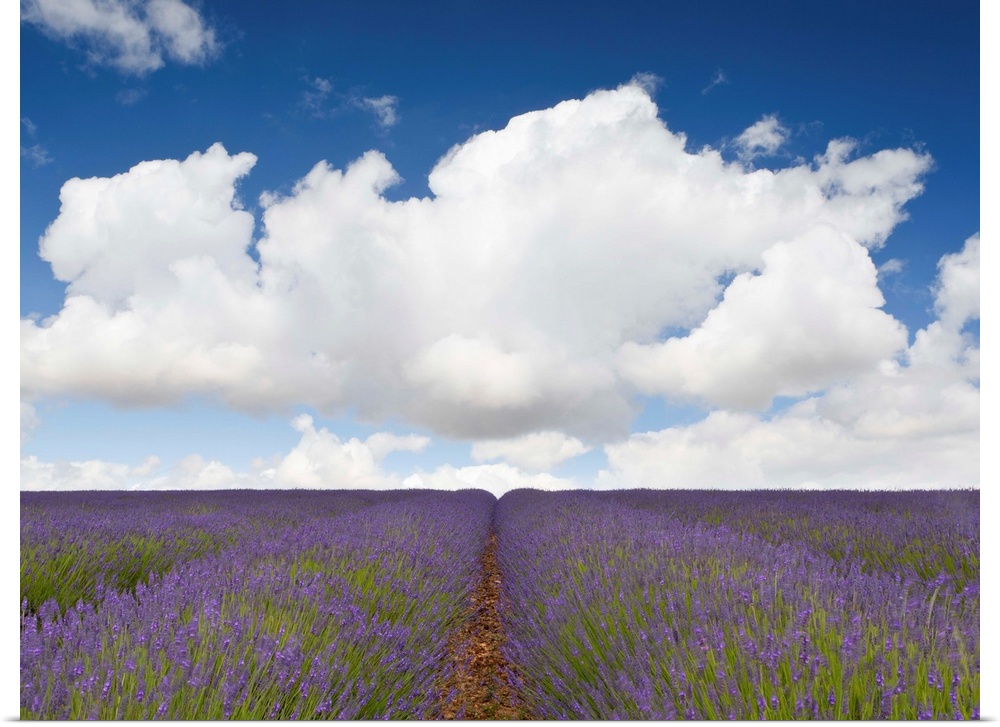 A landscape of fields of lavender blooming with purple flowers beneath a blue sky and fluffy white clouds in Provence, Fra...