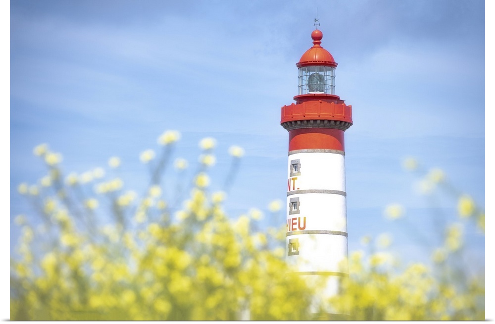 Saint Mathieu lighthouse under a blue sky and behind yellow flowers in Plougonvelin, France.