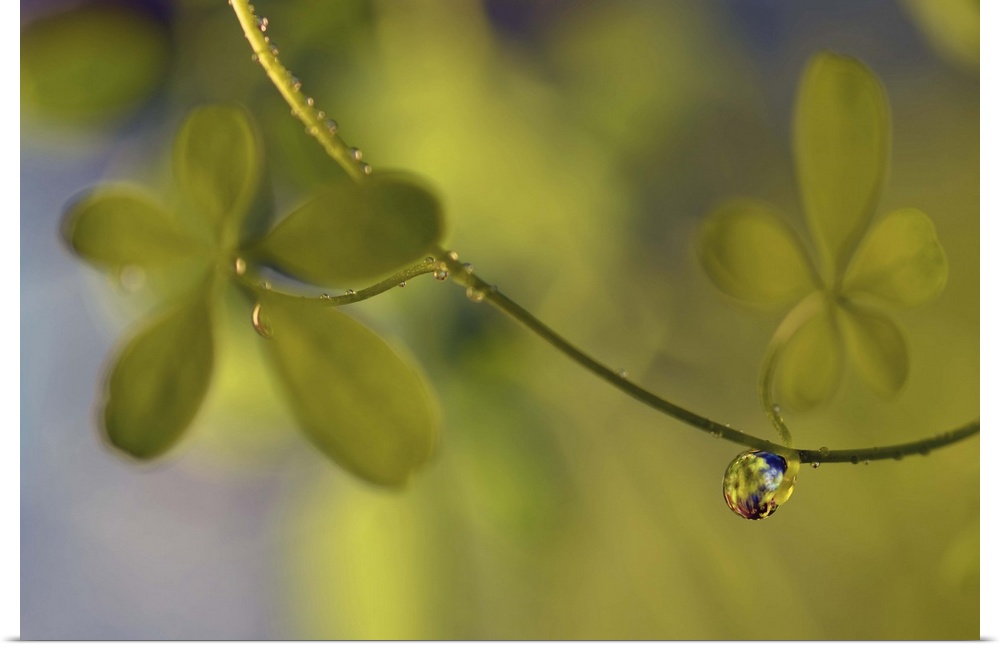 A macro photograph of a water droplet hanging from a thin vine.