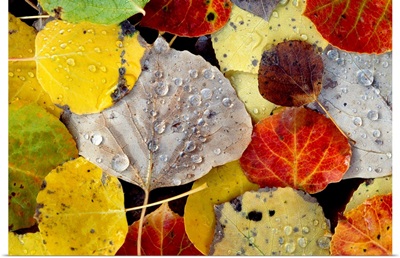 Leaves Dew Drops