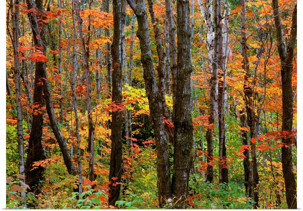 Autumn colors in the Superior National Forest, Minnesota