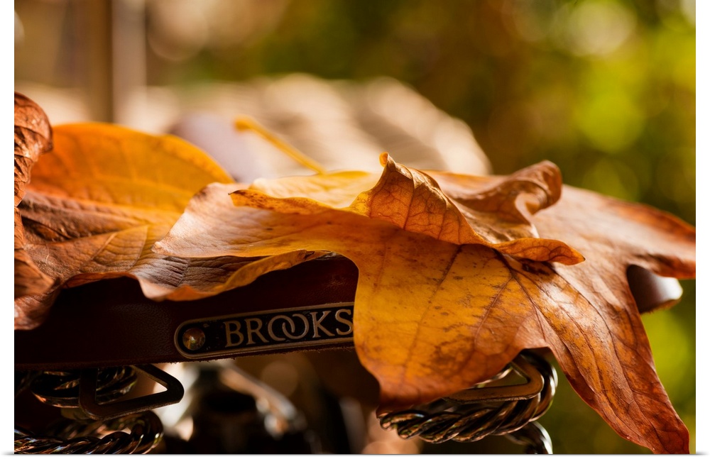 Fine art photo of fallen autumn leaves lying on a bicycle seat.