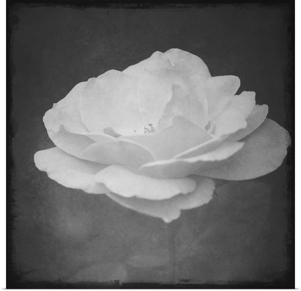 Profile of a rose in black and white with a photo texture