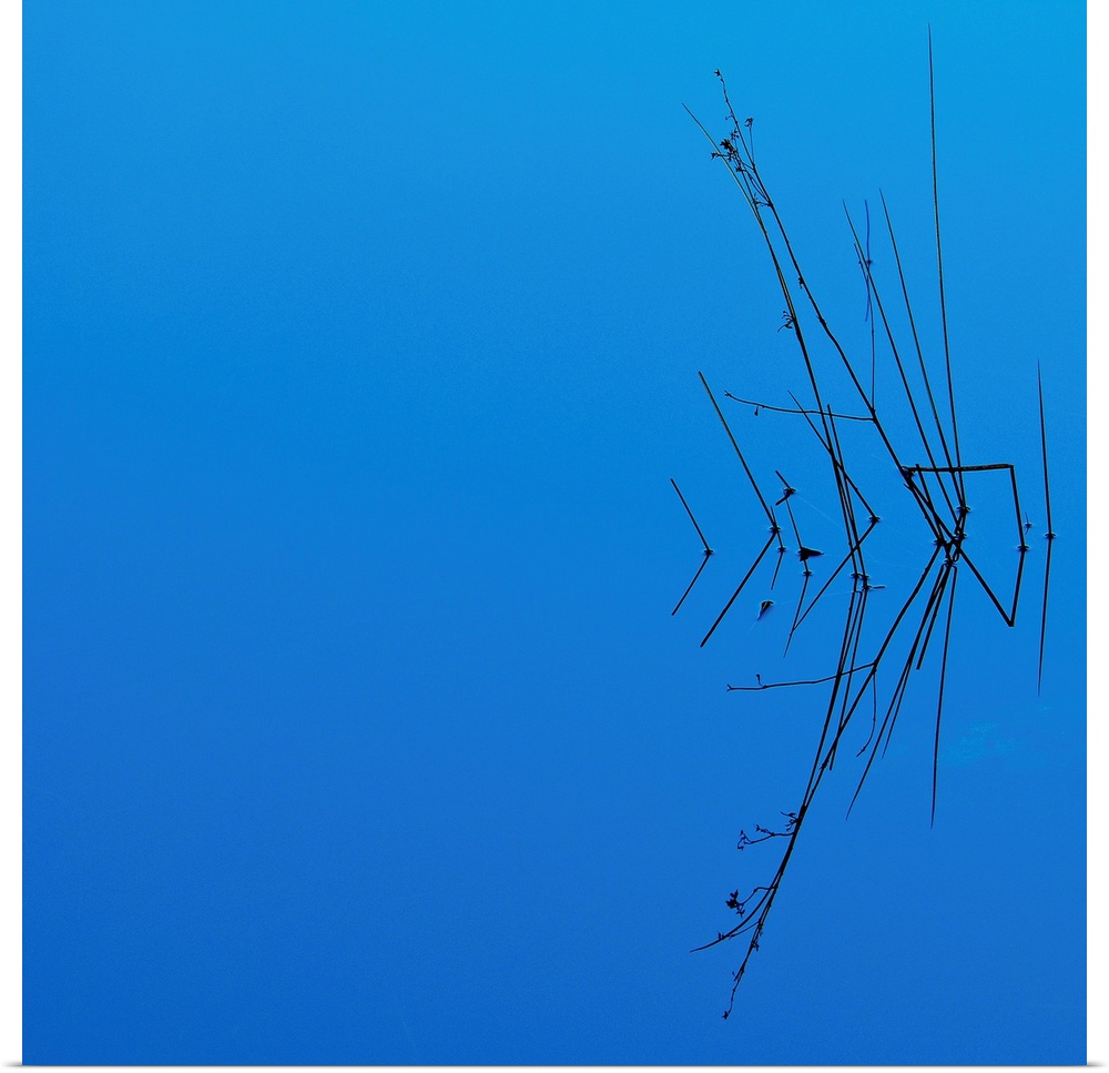 Reflection of grasses in blue water