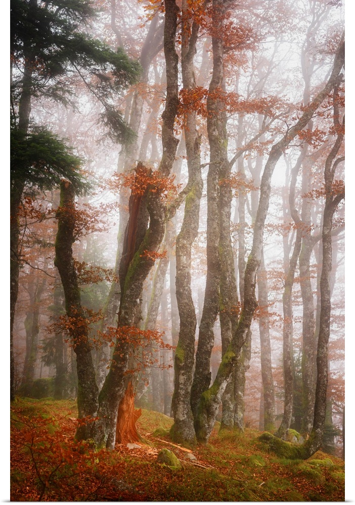 White light in a misty forest with orange leaves in the fall.
