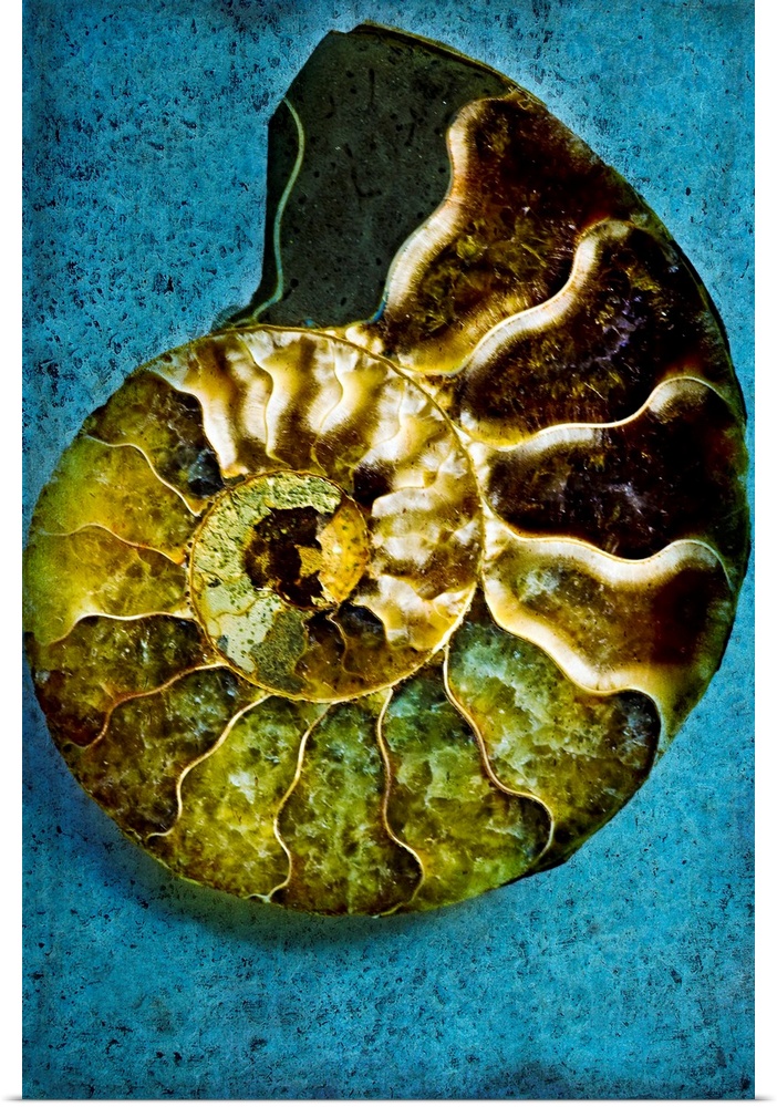 Decorative wall art for the home, office, or beach house this vertical photograph of a nautiluses shell has a painterly qu...