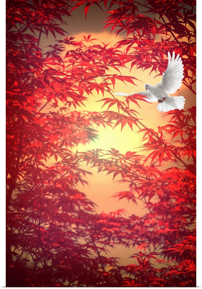 Photograph of a white dove in flight with a red Japanese maple behind.