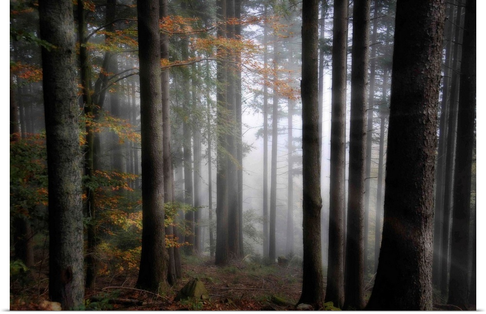 Quiet, misty forest with leaves starting to turn in early autumn. Sunbeams radiate out from the center of the woods.