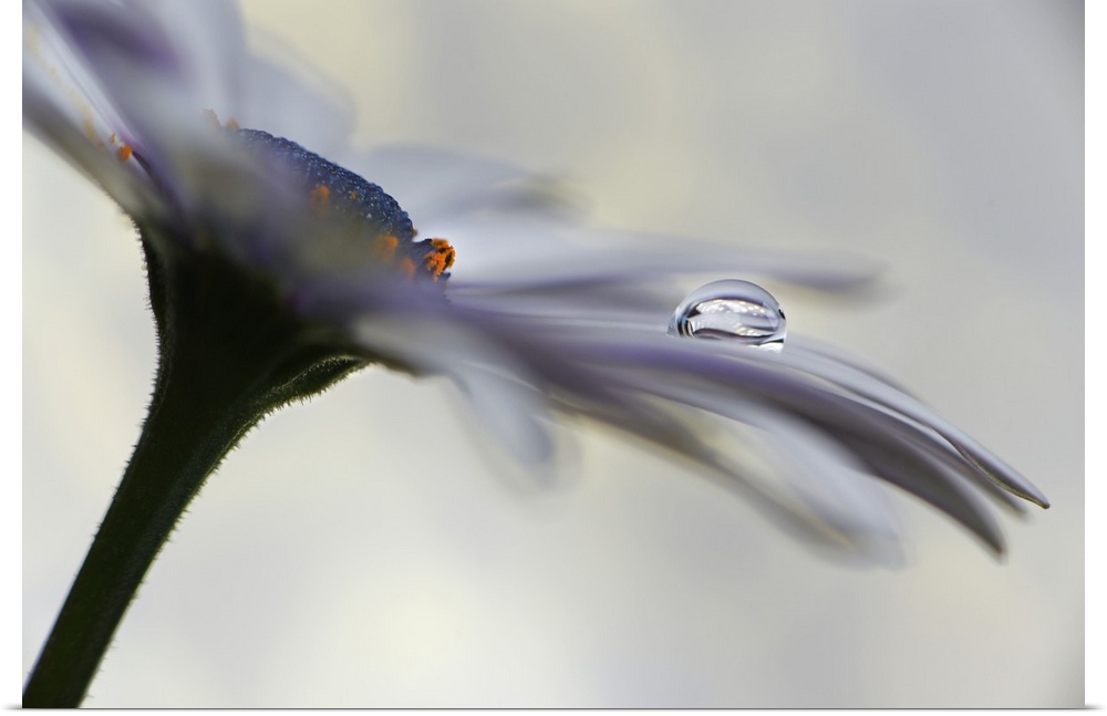 Soft focus macro image of a dew drop on the petals on a daisy.